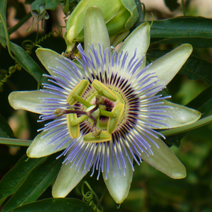 Blue Crown Passion Vine, Passiflora caerulea